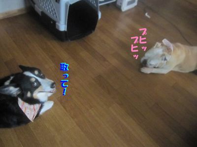進まないんですけど・・・