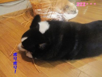 手助け有難う。( ̄∀ ̄*)