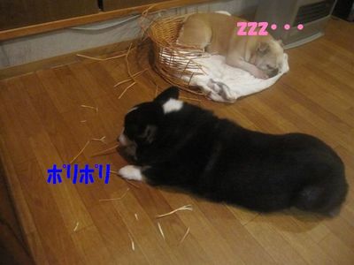 手助け有難う。( ̄∀ ̄*)