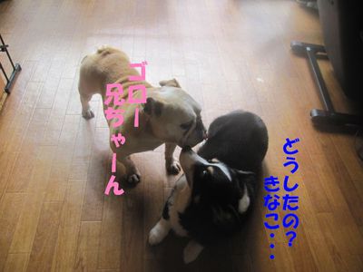 ごっ、吾郎くん・・・!?; ̄ロ ̄)