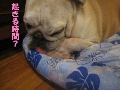 散歩後を考えなきゃ!?( ̄Д ̄;)