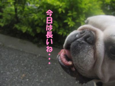 散歩後を考えなきゃ!?( ̄Д ̄;)