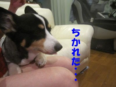 散歩後を考えなきゃ!?( ̄Д ̄;)