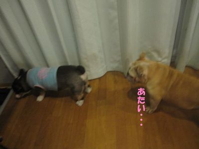 学習したら、困る・・・