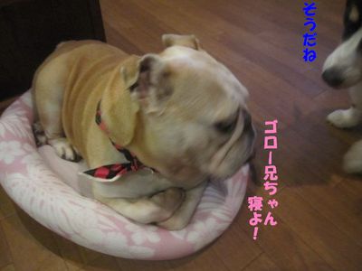 頑張る&物足りない