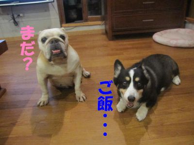 食べ方の違い
