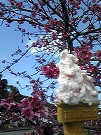 桜