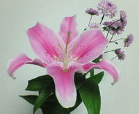 今日の花 2007/01/19 09:16:06