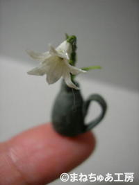 Lilium candidum 2008/07/30 21:23:00