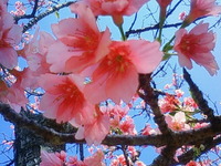 桜満開