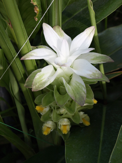 沖縄長生薬草秋ウコンの花