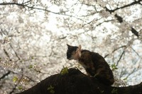 桜子猫