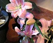 ゆりの花 2007/08/08 22:38:19