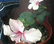 花が咲いた 2007/08/18 19:48:27