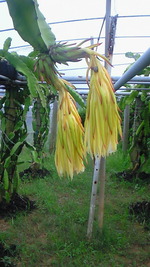 自家菜園1