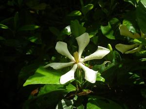 初夏のよそおい