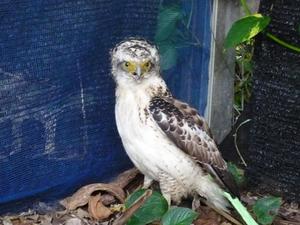 カンムリワシ交通事故多発