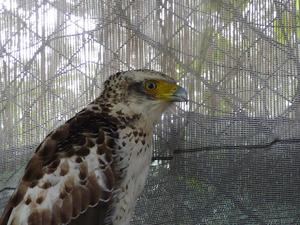 カンムリワシ交通事故多発