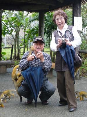 群がるリスザル