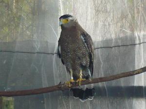 カンムリワシ放鳥