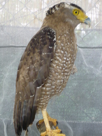 八重山の野鳥