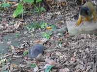 ウサギ VS セマルハコガメ