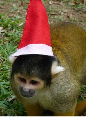 メリークリスマス!