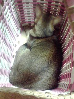 かご猫①モカ編。