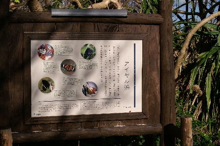 アイヤル浜。