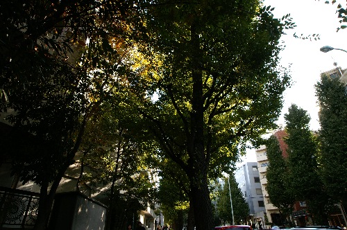 東京:白金の風景。