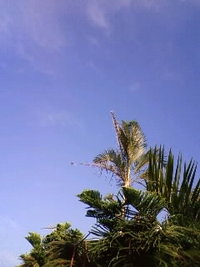 県議会議員選挙 2008/06/08 09:04:20