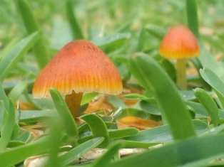 雨のあとには…