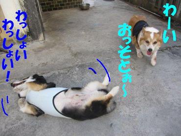シャンプーの日