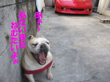 シャンプーの日