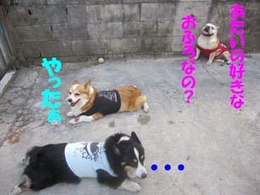 シャンプーの日