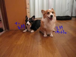 紹介しまーす。