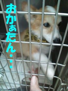 次郎の様子