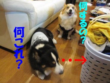 大胆に・・・