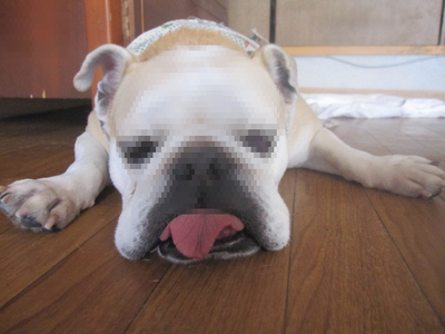 犯人確保!