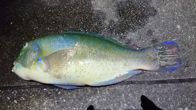 打ち込み 撃沈 打ち込み 撃沈