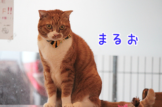 【猫事異動】～okinawa店→錦糸町（East)店の猫スタッフだよっ！