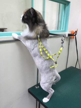 長毛三毛にゃんこ イヴちゃん♪ 長毛三毛にゃんこ イヴちゃん♪
