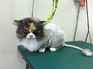 長毛三毛にゃんこ イヴちゃん♪ 長毛三毛にゃんこ イヴちゃん♪