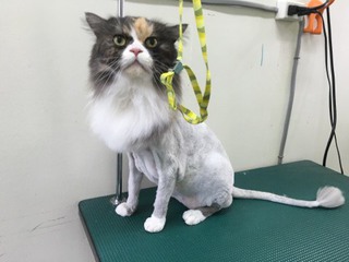 長毛三毛にゃんこ イヴちゃん♪ 長毛三毛にゃんこ イヴちゃん♪