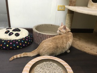 茶トラにゃんこ ピースくん☆ 茶トラにゃんこ ピースくん☆
