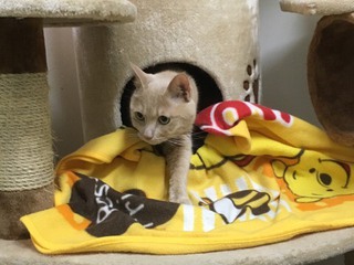 茶トラにゃんこ ピースくん☆ 茶トラにゃんこ ピースくん☆