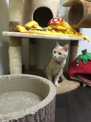 茶トラにゃんこ ピースくん☆ 茶トラにゃんこ ピースくん☆