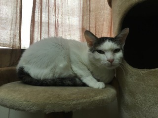 今日は甘えた シャンくん 今日は甘えた シャンくん
