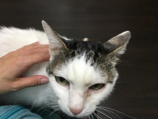 今日は甘えた シャンくん 今日は甘えた シャンくん