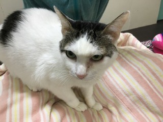 シャンくんとぬくぬく シャンくんとぬくぬく